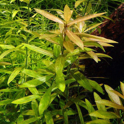 Mystery Bunch plant