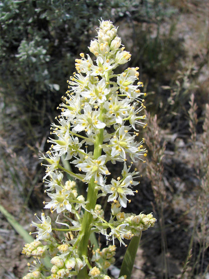 100 WHITE CAMAS Anticlea Elegans Zigadenus Camass Alkali Native Flower Seeds