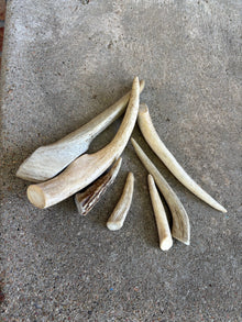 Deer Antler- Large