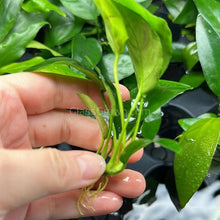 Anubias Barteri
