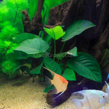 Anubias Barteri