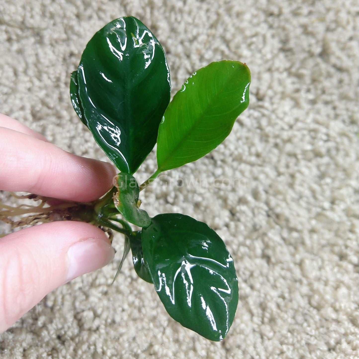Anubias Coffeefolia