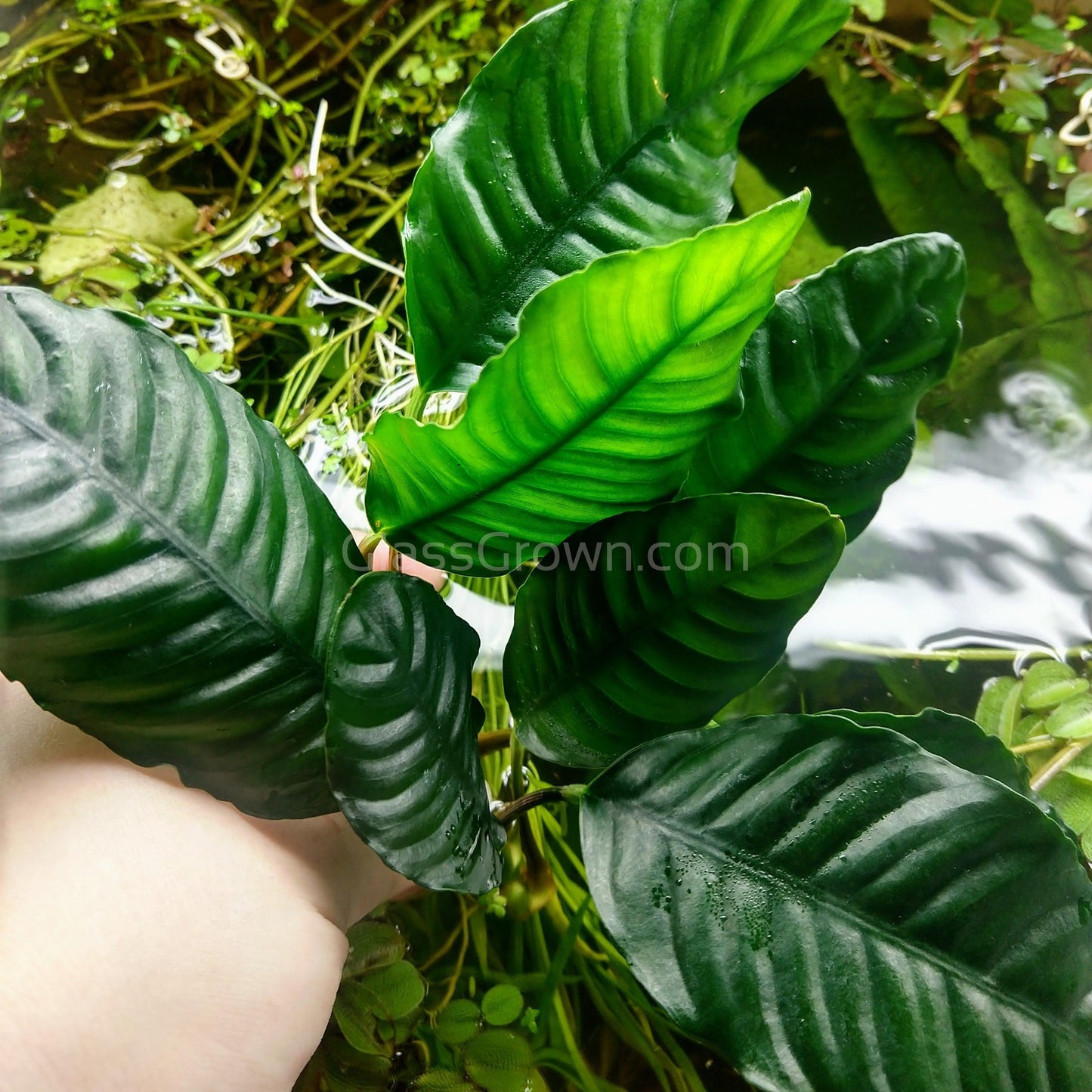 Anubias Coffeefolia
