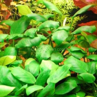 Anubias Frazeri