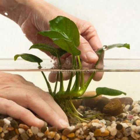 Anubias Frazeri