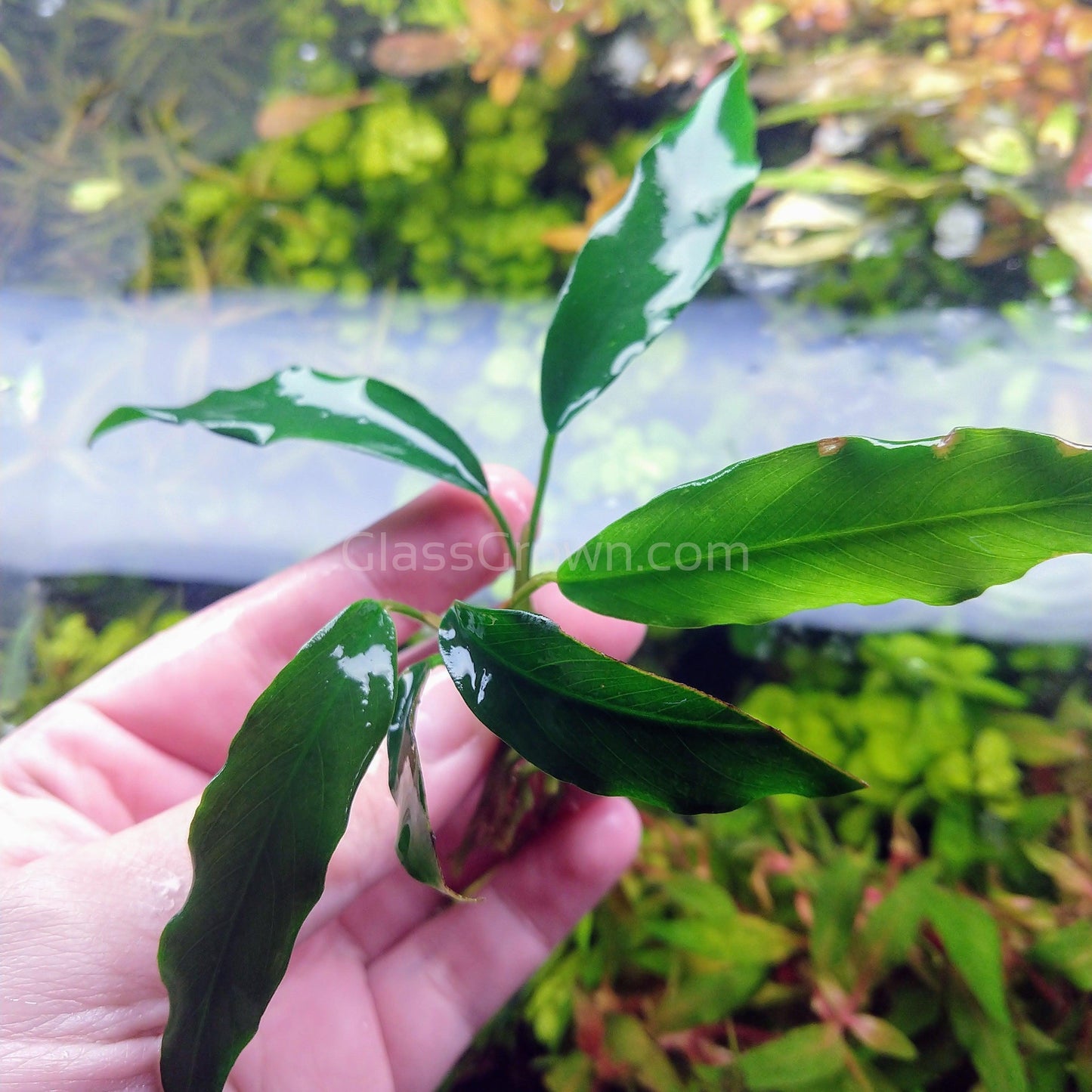 Anubias Minima