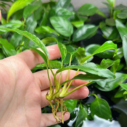 Anubias Minima