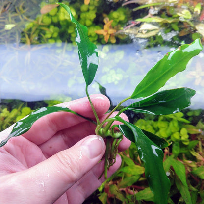 Anubias Minima