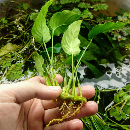 Anubias Nana