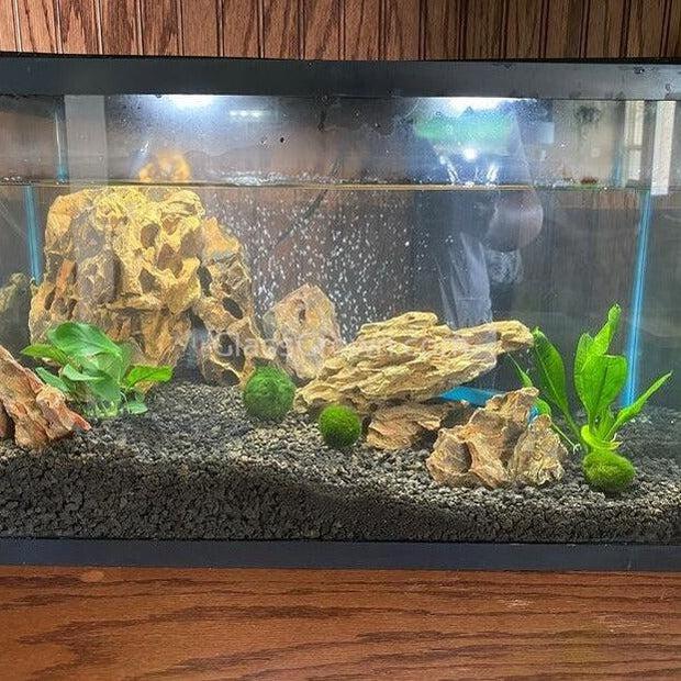 Anubias Nana