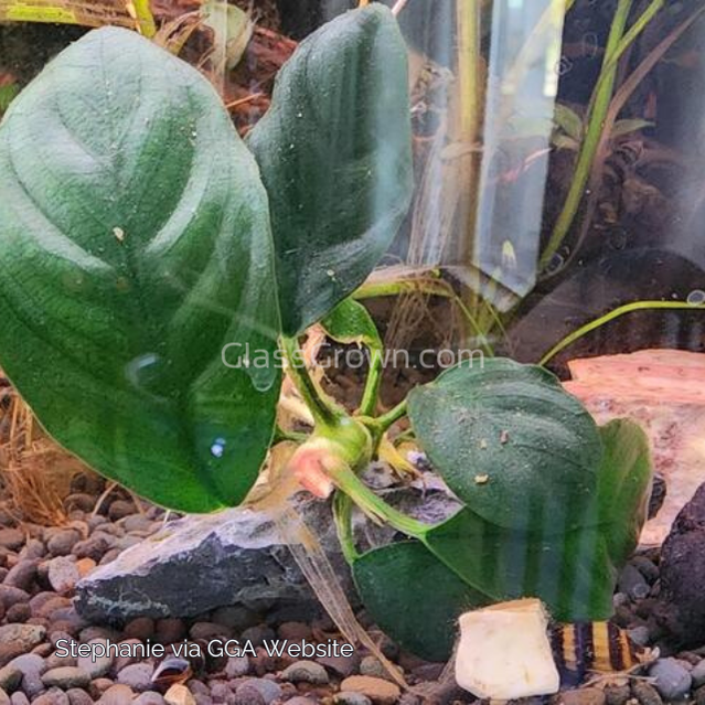 Anubias Coffeefolia