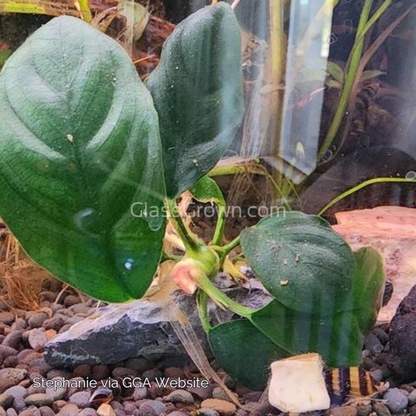 Anubias Coffeefolia