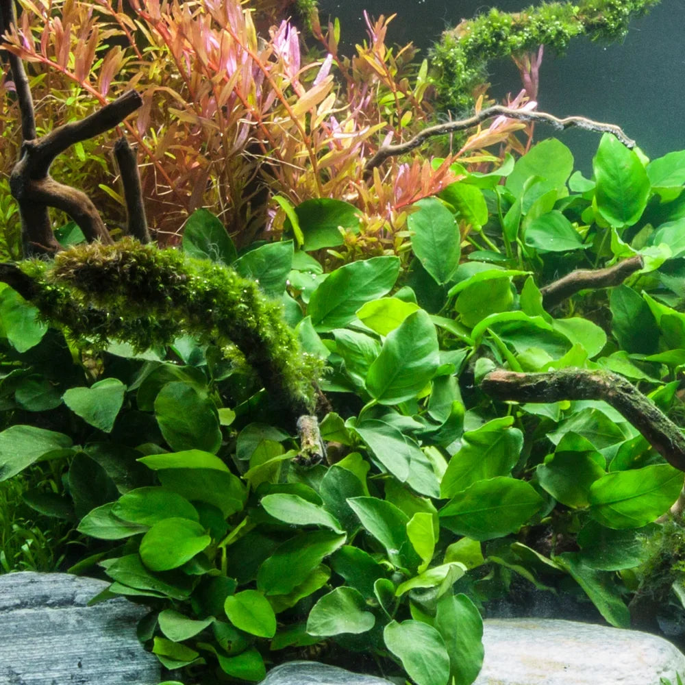 Anubias Barteri Nana Live Aquarium Plant | Small Bare Root Freshwater Aquascape Plant | Low Light Hardy Plant