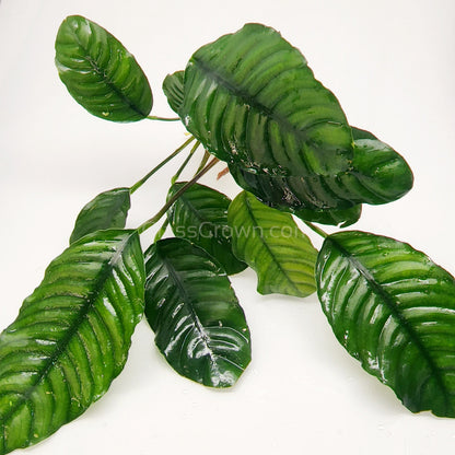 Anubias Coffeefolia