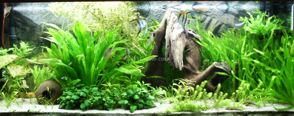 Anubias Nana