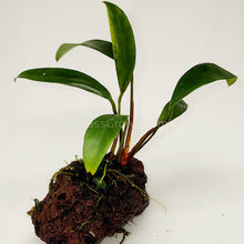 Lava Rock Anubias