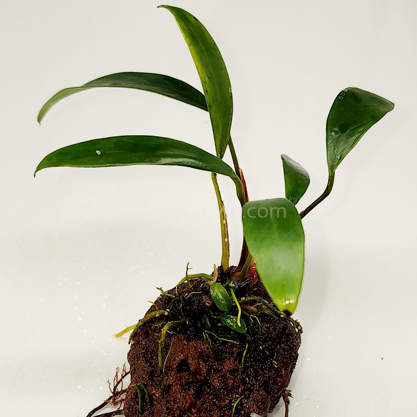 Lava Rock Anubias