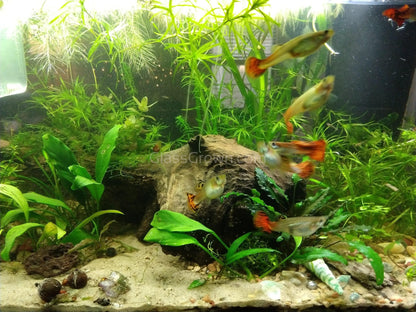 Aquarium Root Fertilizer Tabs