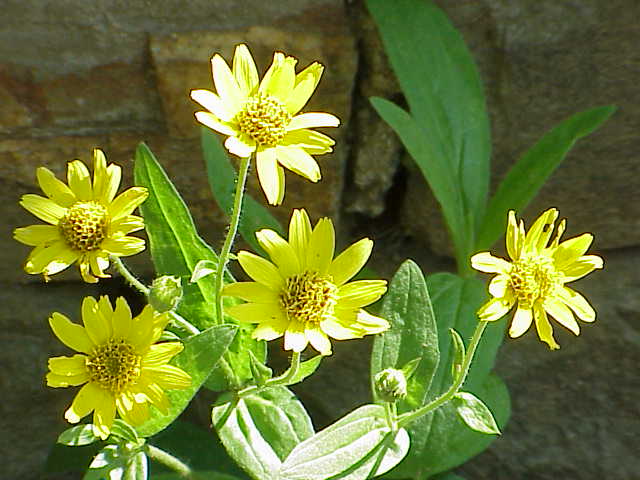 Arnica chamissonis Seeds – Meadow Arnica Wildflower, Non-GMO Perennial Seeds for Pollinator Gardens & Meadows