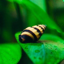 Assassin Snail 3 Pack