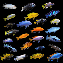 Assorted Elongatus Cichlid 2