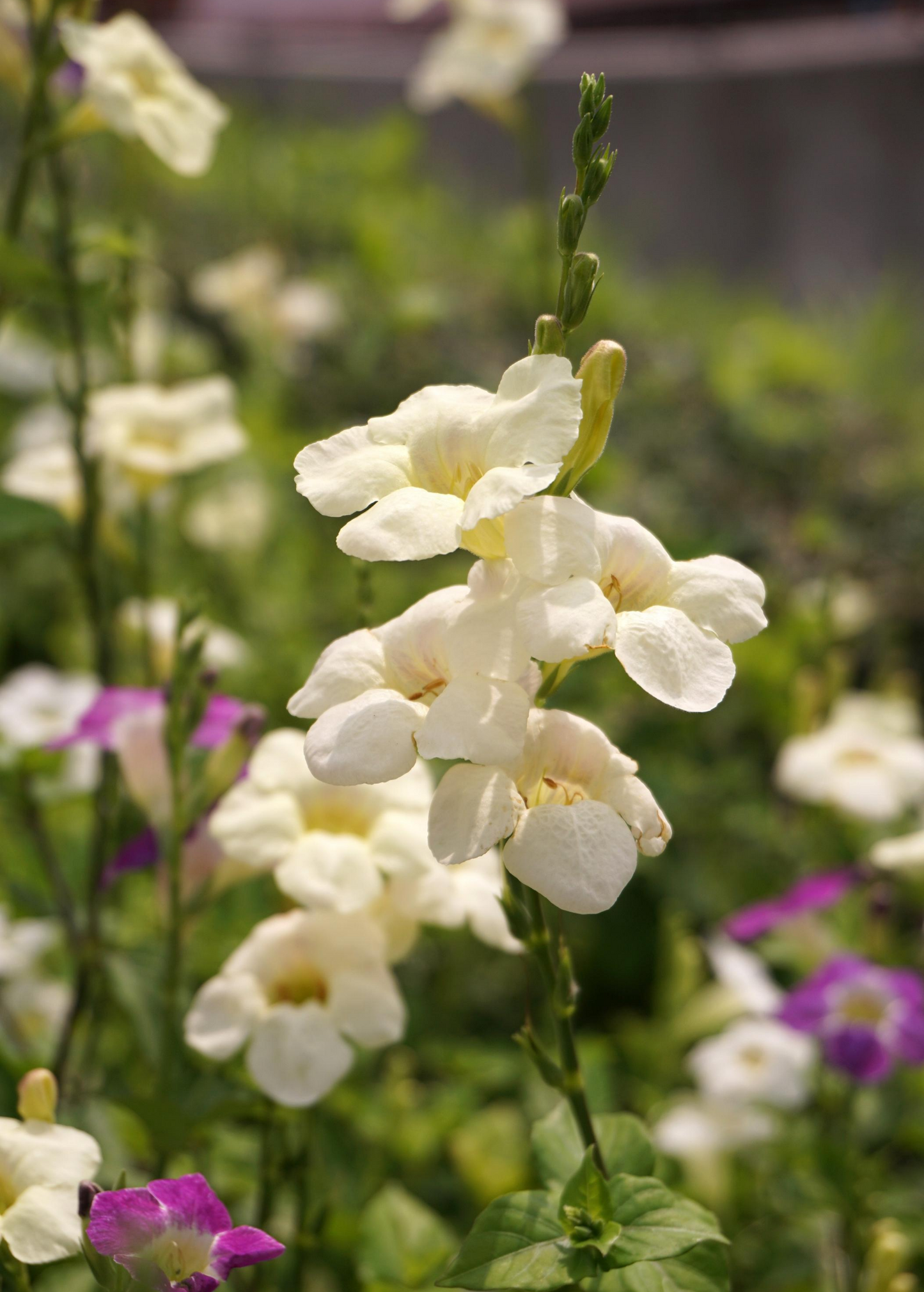 Asystasia Gangetica Chinese Creeping Foxglove Climbing Perennial Violet Yellow White Flowers