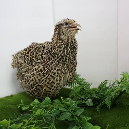 Autumn Sparkly Quail Hatching Eggs