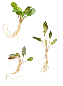 Cryptocoryne Wendtii Brown Green Red Live Aquarium Plants Bundle 1 Pack