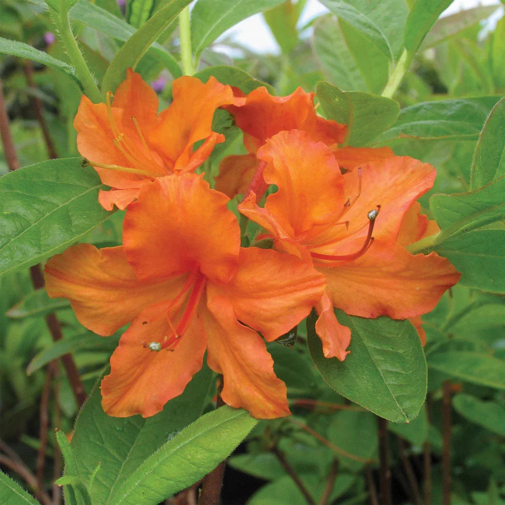 Mandarin Lights Azalea Starter Plant – Orange Deciduous Rhododendron ‘Mandarin Lights’ – Live Bareroot Flowering Shrub