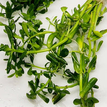 Moneywort