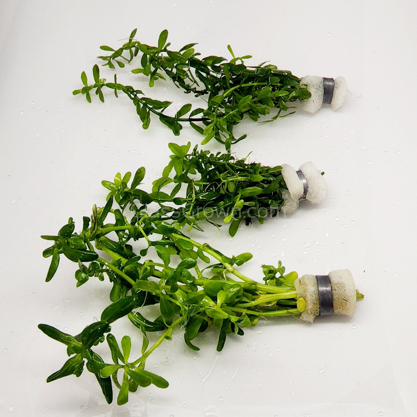 Moneywort