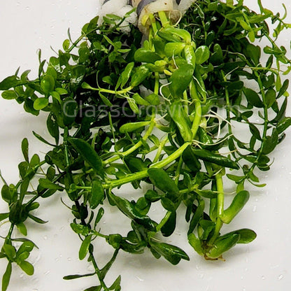 Moneywort
