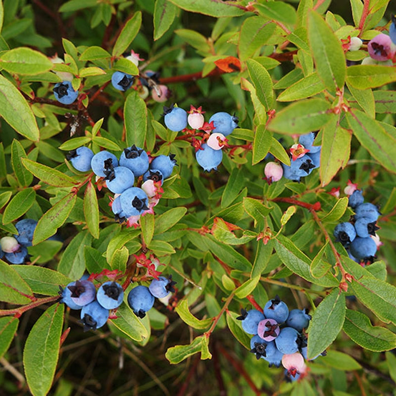 Blueberry Plants – 5 Live Rooted Bushes, High Yield Edible Berries, Cold Hardy, Non-GMO Vaccinium corymbosum