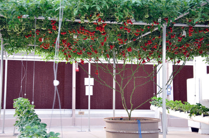 1 Oz Bulk ITALIAN TREE TOMATO 'Trip L Crop' Seeds - 1 Ounce = Approx 9500 Seeds