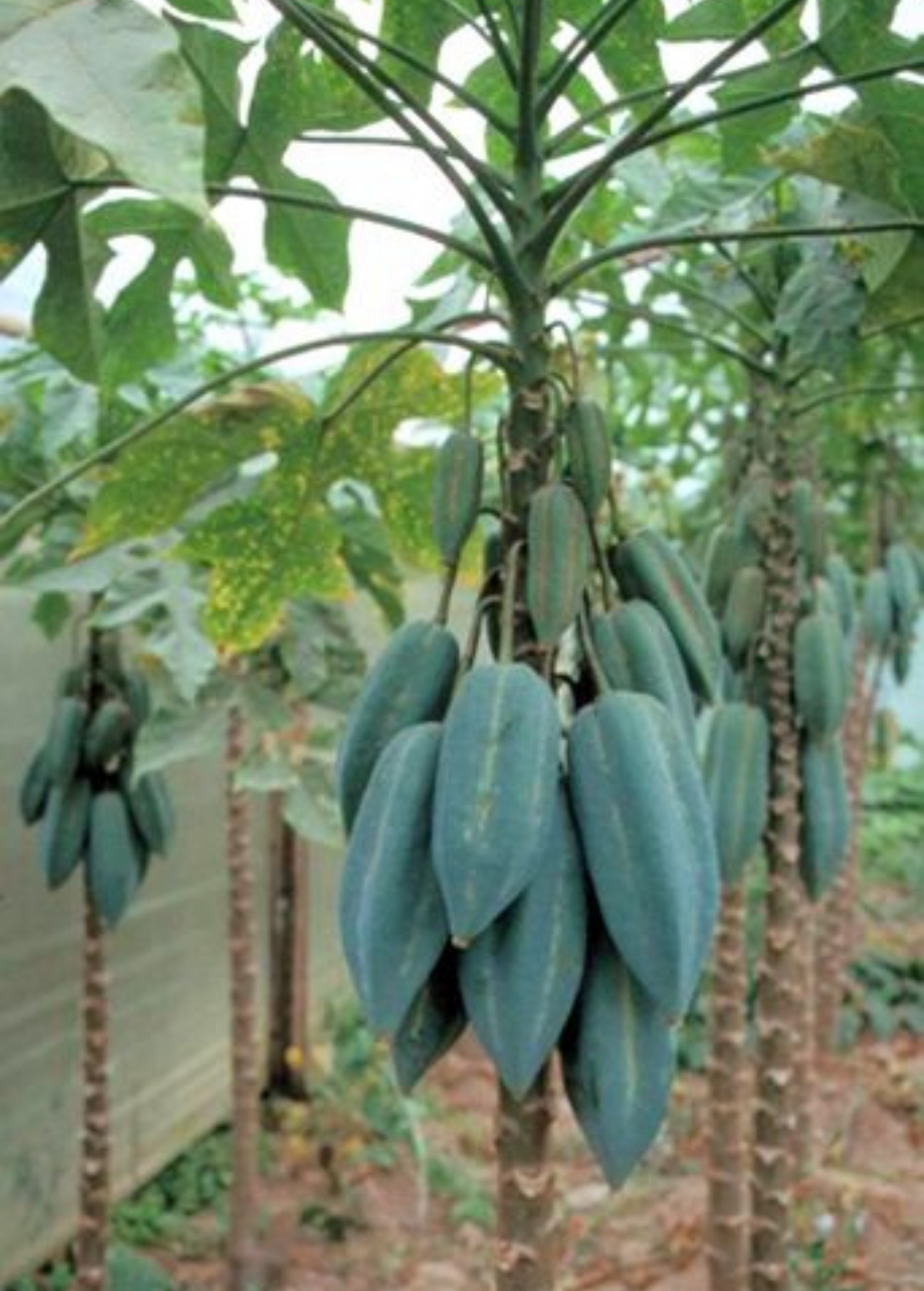 Babaco Fruit Plant – Compact Mountain Papaya (Carica pentagona) – Edible Exotic Fruit Tree for Garden or Container
