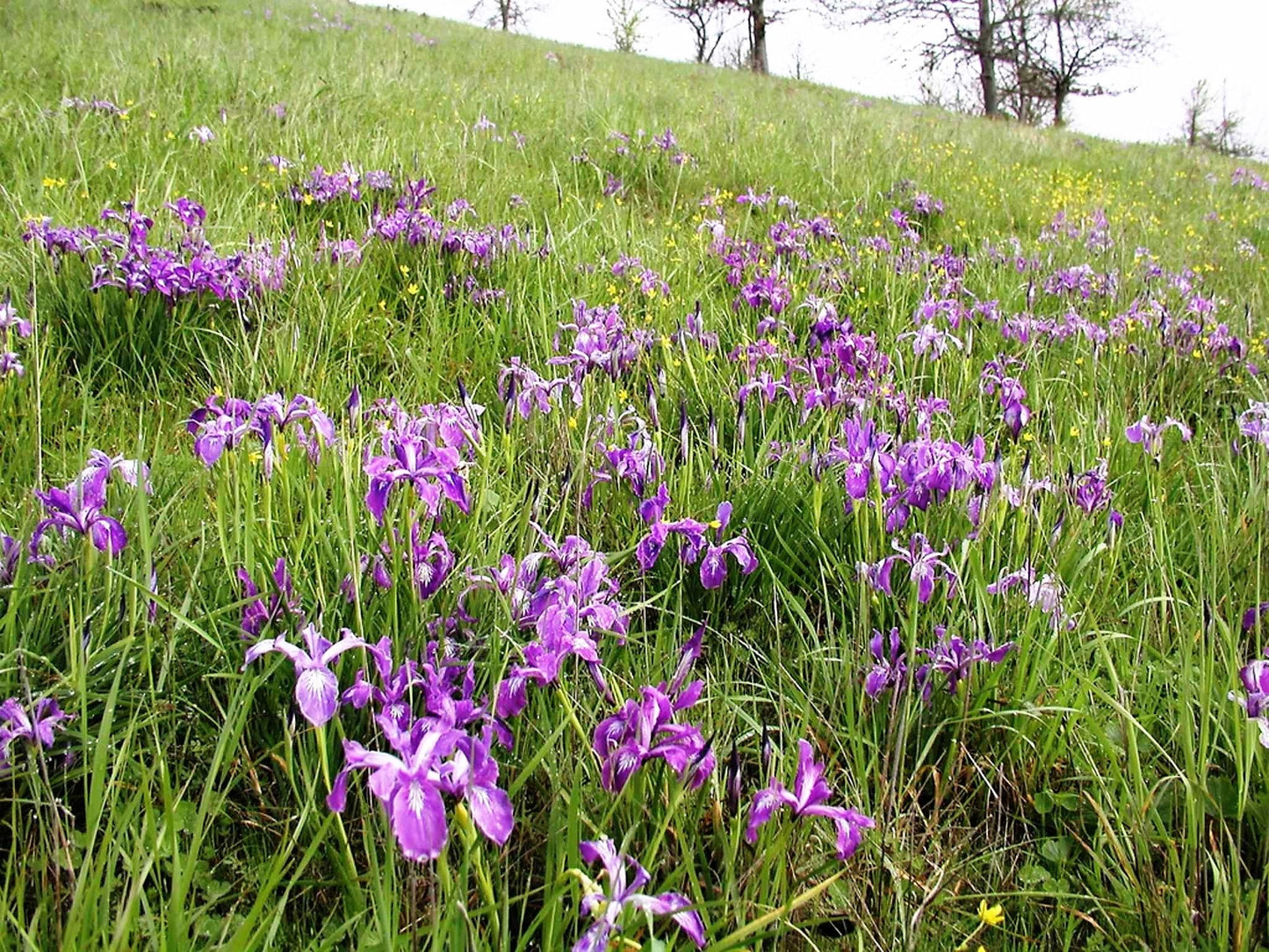 20 Blue & Purple OREGON IRIS ( Tough-Leaf Iris ) Iris Tenax Flower Seeds