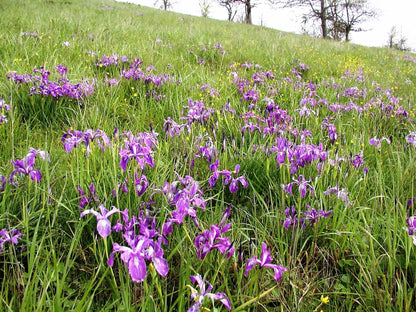20 Blue & Purple OREGON IRIS ( Tough-Leaf Iris ) Iris Tenax Flower Seeds