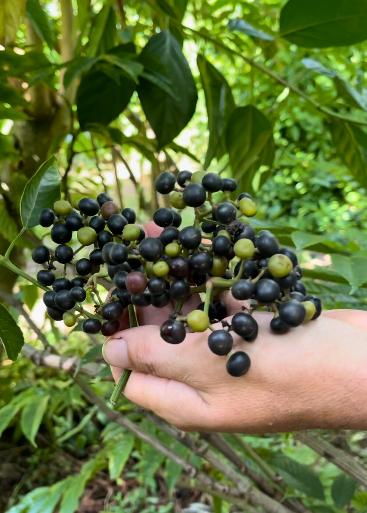 Bandicoot Berry Plant | Leea indica Shrub with Red Berries | Tropical Evergreen Bush for Garden & Landscaping