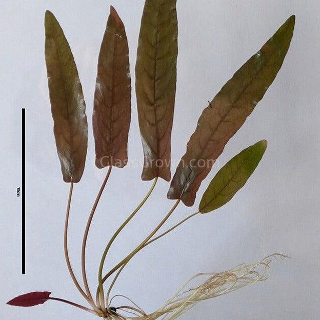 Barclaya Longifolia Bulb