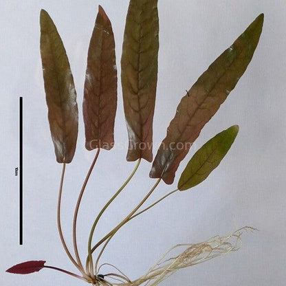 Barclaya Longifolia Bulb