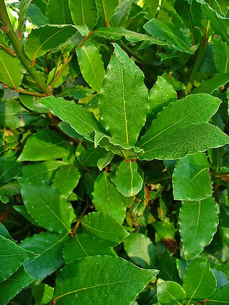 Live Bay Laurel Herb Plant in 2.5" Pot | Laurus nobilis | Culinary Evergreen for Pots & Gardens