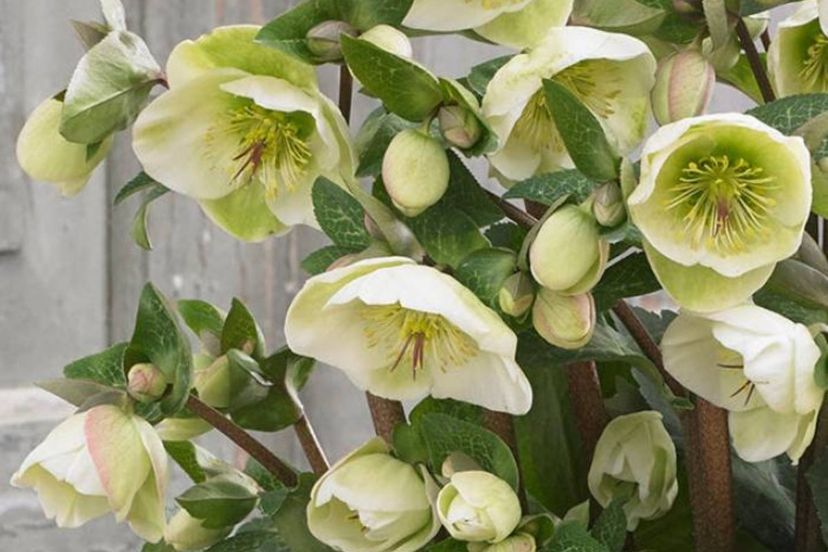 Hellebore First Dance Perennial – Double Yellow Blooms, Helleborus x hybridus, Shade Garden Plant, Evergreen, Hardy USDA Zones 4-9