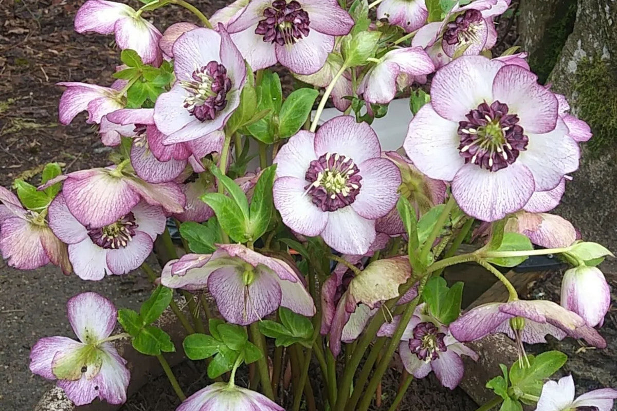 Hellebore ‘French Kiss’ Perennial – Established Gal Size, Double White Pink Blooms, Shade Garden, Helleborus x hybridus