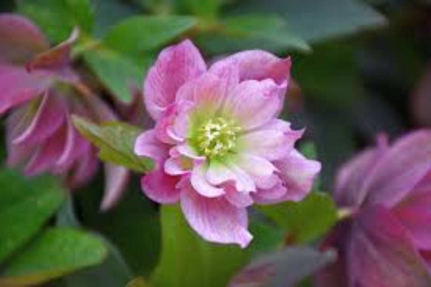 Hellebore ‘Maid of Honor’ Gal Size Perennial with Double Pink Flowers, Helleborus x hybridus, Shade Garden Plant