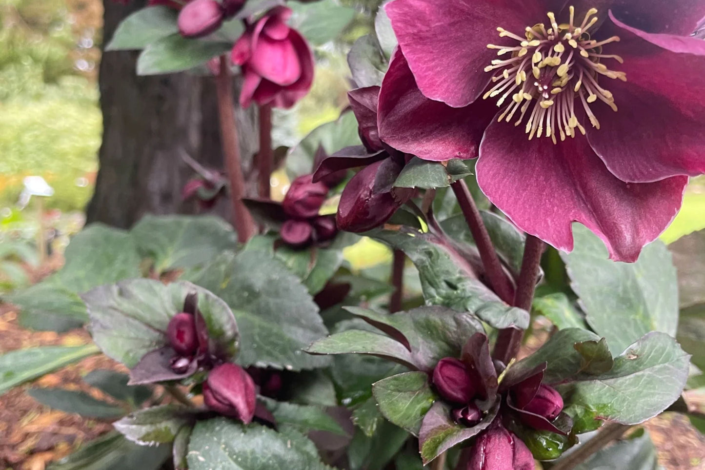 Hellebore Brunello Plant – Established Gal Size, Double Burgundy Blooms, Helleborus x hybridus, Shade Perennial