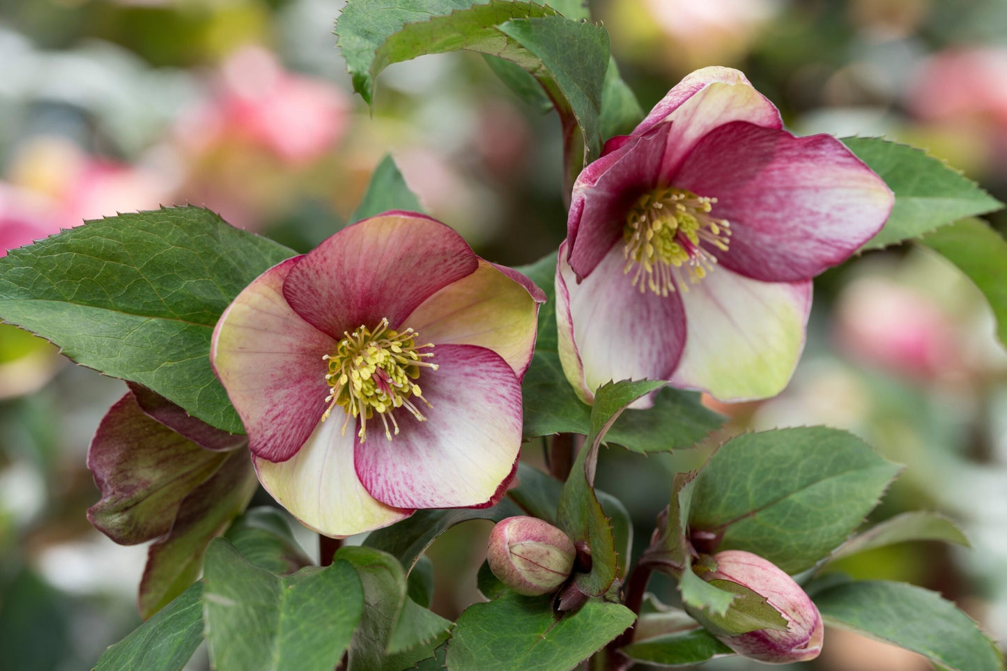 Hellebore ‘Dark Picotee’ (Helleborus x hybridus) Established Gal Size, Shade Garden Perennial, Lenten Rose, Double Burgundy Edges