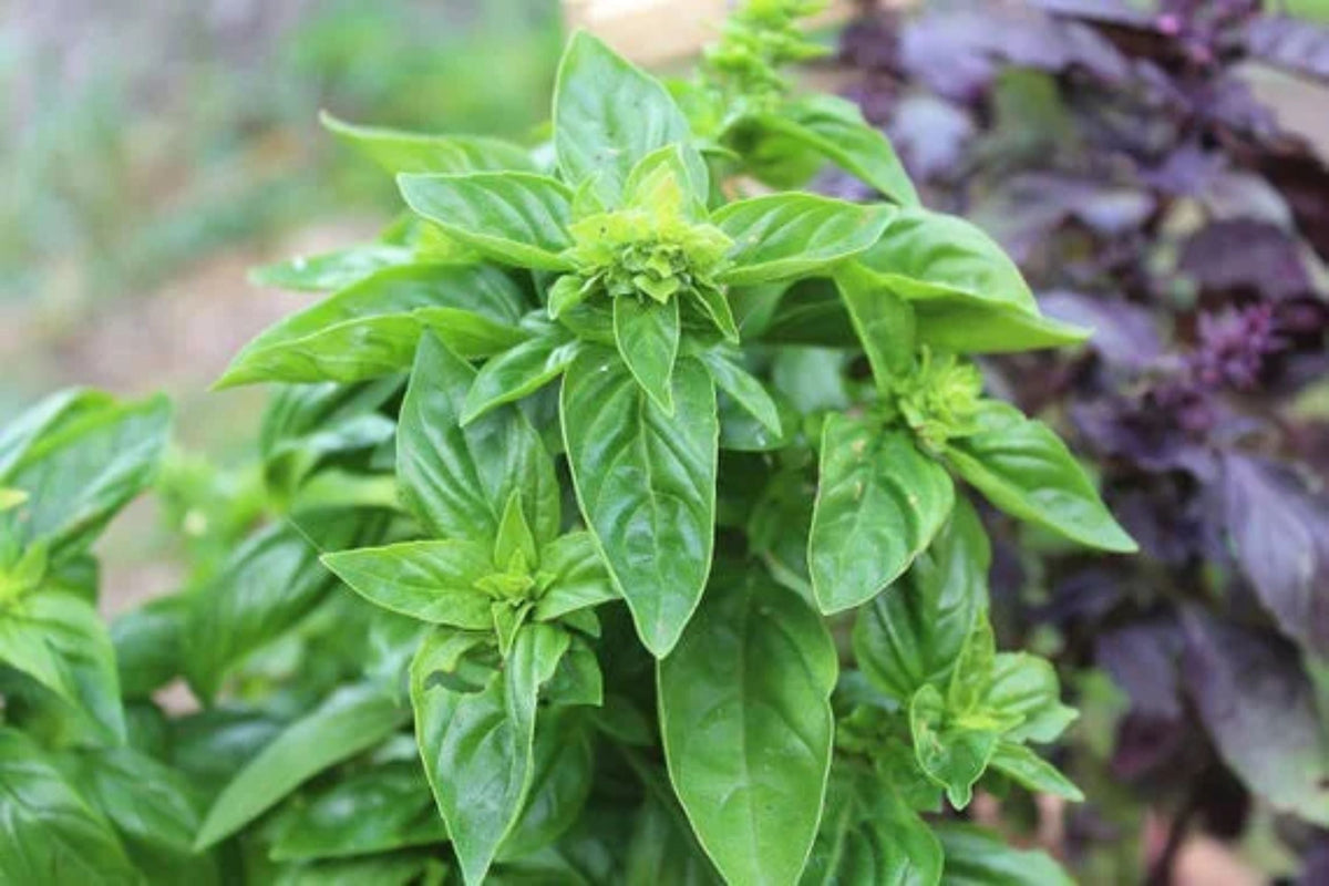 Sweet Italian Basil Live Plant – Multiple Rooted Bundles, Organic Herb for Cooking, Pesto, Indoor & Outdoor Growing, Ocimum basilicum