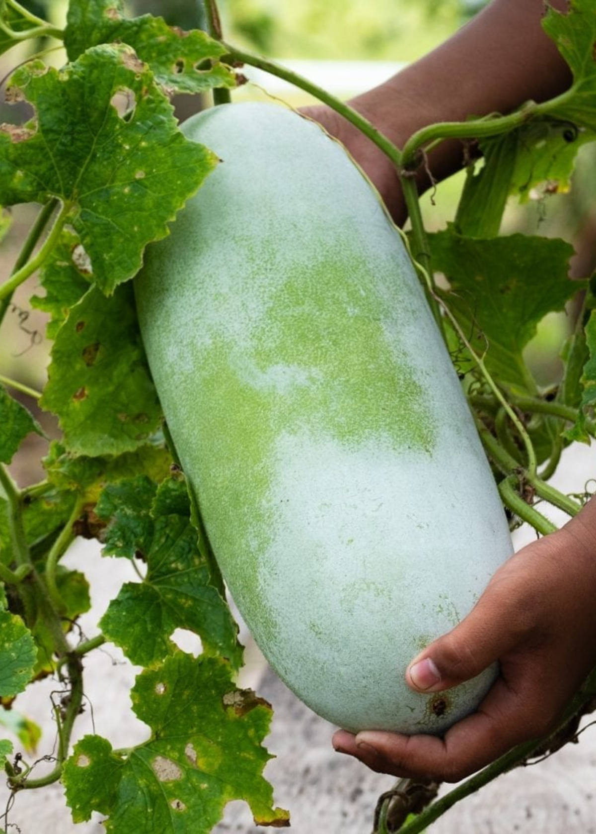 Winter Melon Seed Packet, Heirloom Variety, Cucurbitaceae, Benincasa Hispida, Edible Fruit Seeds