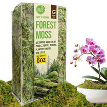 Garden Story 8 Oz Dried Moss For Plants Indoor Moss For Orchids Moss Pole Sphagnum Moss For Plants Moss For Reptiles Live Moss For Terrariums Moss For Crafts Moss For Nativity 8 Oz