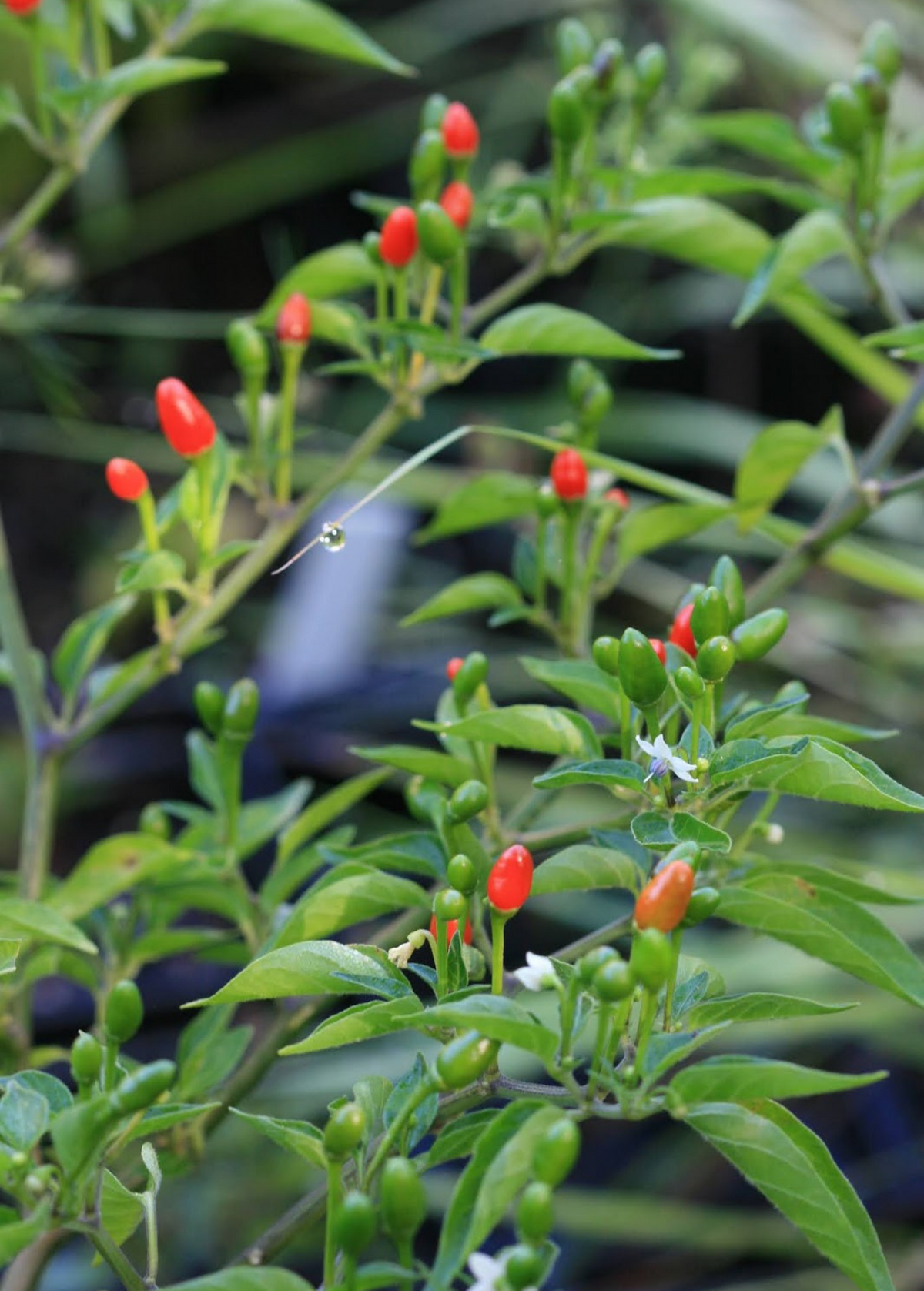 Bird Pepper Plant, Ornamental Evergreen Shrub, Capsicum annuum var. glabriusculum, Red and Green Berries, Native Florida & Tropical
